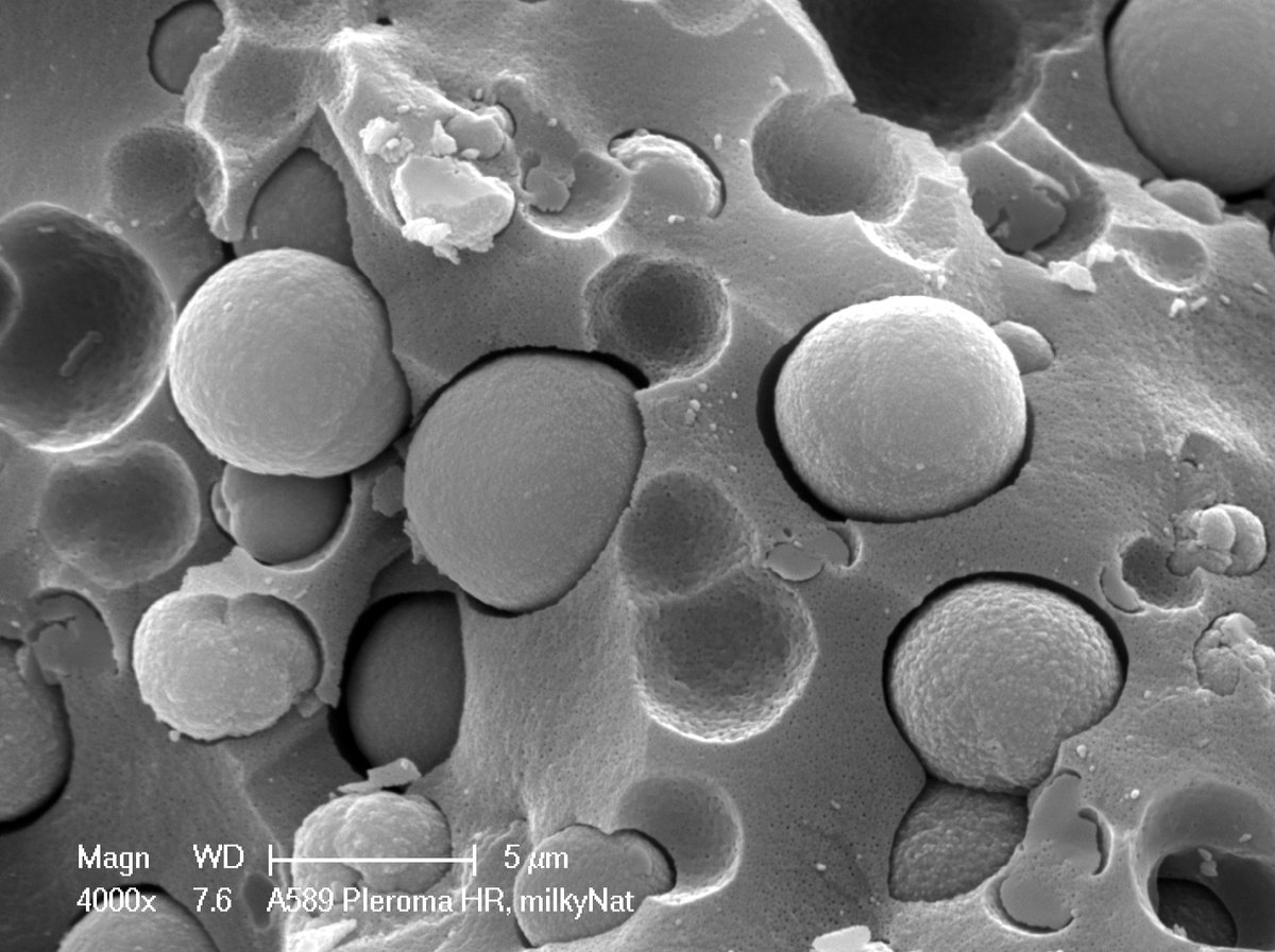 Instytut Paleobiologii PAN tweet media