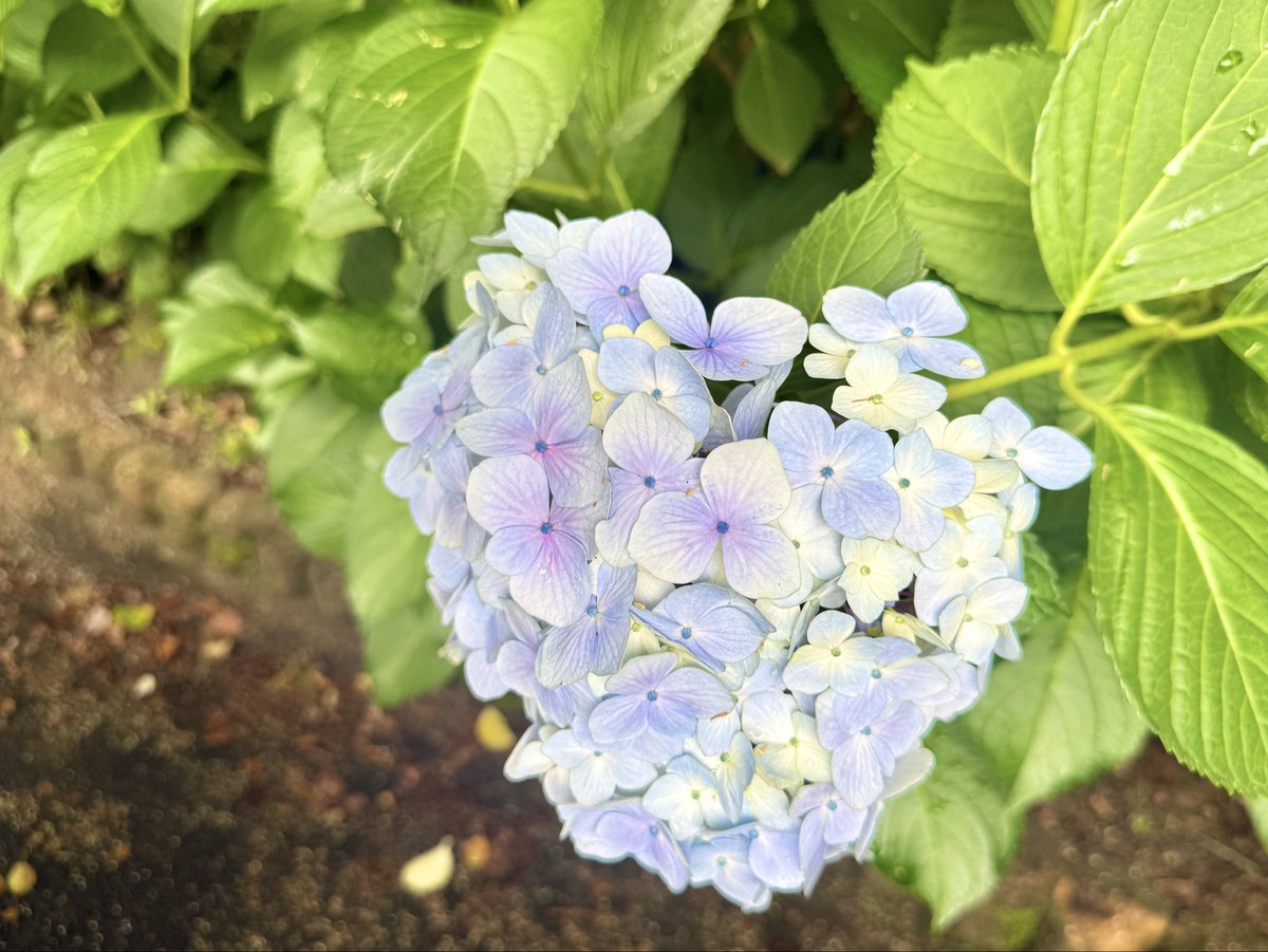 shochax7's tweet photo. あじさい見に行ってきた💠
まだ綺麗に咲いてたよかった！！ https://t.co/sH7G95x6tA