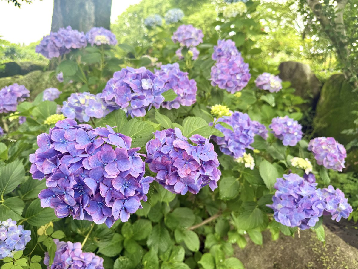 shochax7's tweet photo. あじさい見に行ってきた💠
まだ綺麗に咲いてたよかった！！ https://t.co/sH7G95x6tA