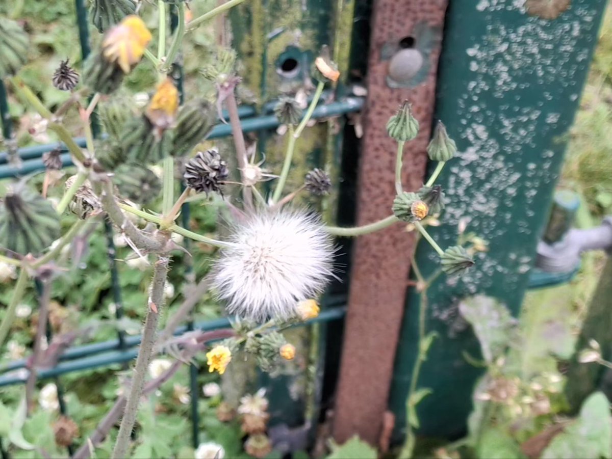 CAYMUSOCAUGHEY's tweet photo. @CAYMUSOCAUGHEY 🐦
Random Flowers
#Random #Flower #Flowers #WildFlowers #GardenFlowers #Nature #FlowersOfTwitter #LittleThingsMatter #Garden #Gardens #Gardening #StJohnsWort #Plant #Plants #Bush #Bushes https://t.co/JFcBeK5GoG