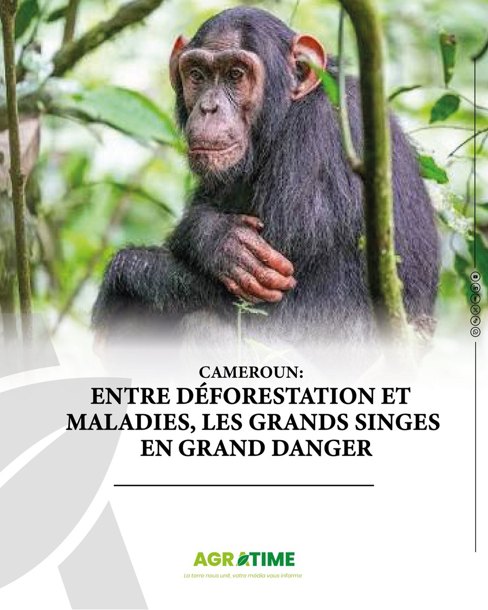 Agratime1's tweet photo. Alors que l’exploitation des #forêts s’intensifie au Cameroun, les #grands #singes perdent progressivement leurs habitats.
https://t.co/FWp43kwP38
@gouvbenin @IITA_CGIAR @FAO https://t.co/jQ9qKxdqir