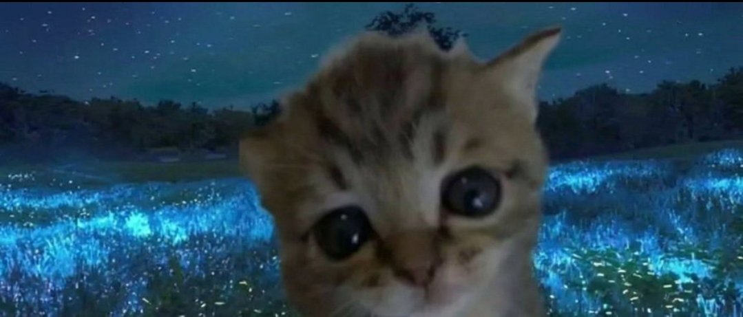 sunnycryptoo's tweet photo. Believe in cute animal tek

Believe in $cat

Tim to send it higher

6yvEyLV6JyRQq1Jsm2Ys7iEb6pDtkqi6RygycyiXpump https://t.co/fSNrmIJknA