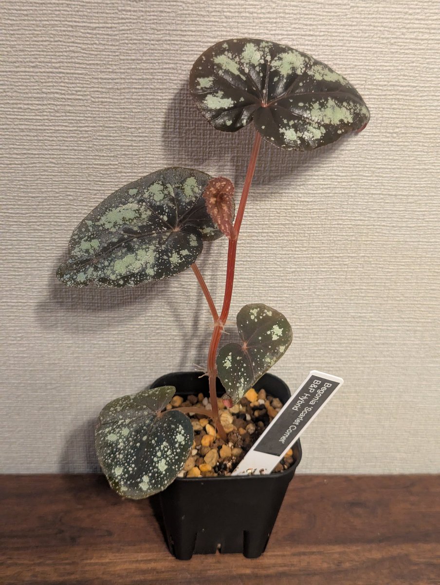 Agaebego4134's tweet photo. Begonia 'Scarlet Comet'

天下一植物界で入手した交配種
柄がすごい綺麗
 #begonia https://t.co/qGF6TyEcKW