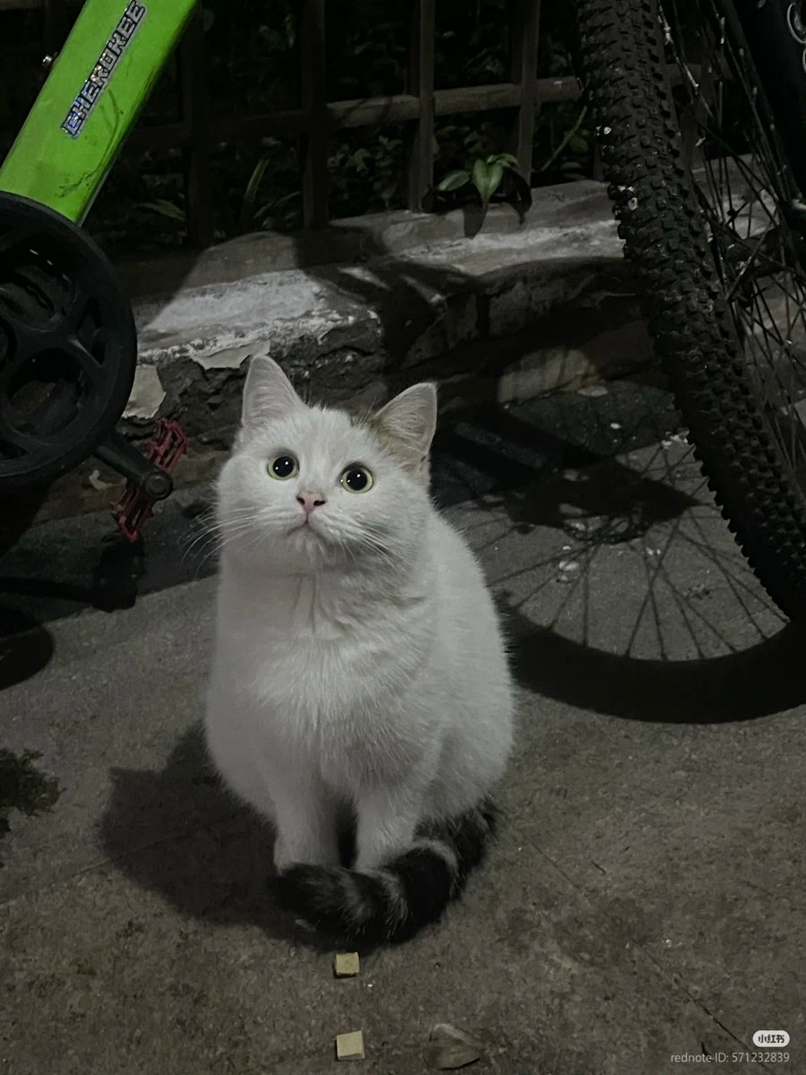 nocontextscats's tweet photo. so pretty https://t.co/xTLytNRKFr