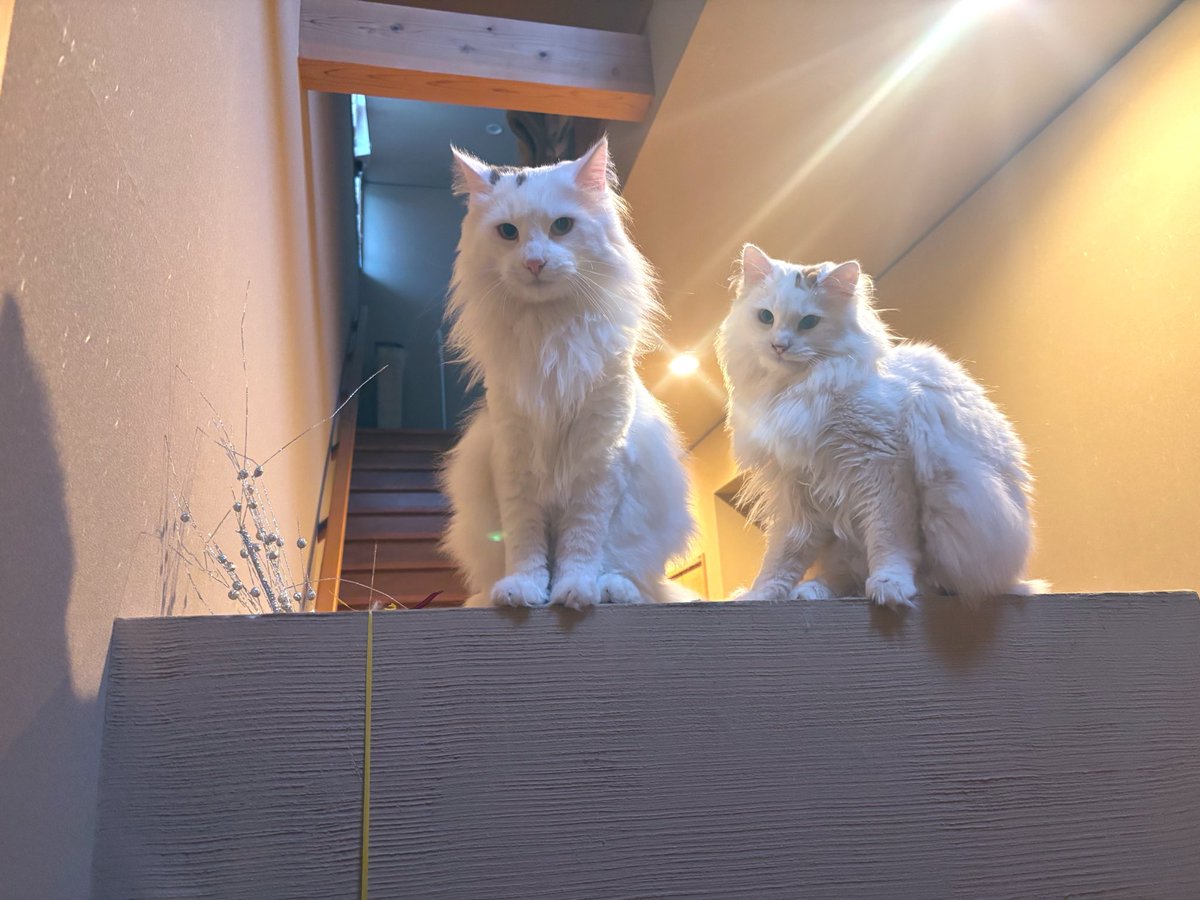 JOPD0417's tweet photo. 限界開けたら白玉兄妹がお出迎えしてくれた(❁´ω`❁)
2人ともきゃわわ⸝⸝^> ·̫ <^⸝⸝ https://t.co/dxOPJW2px2