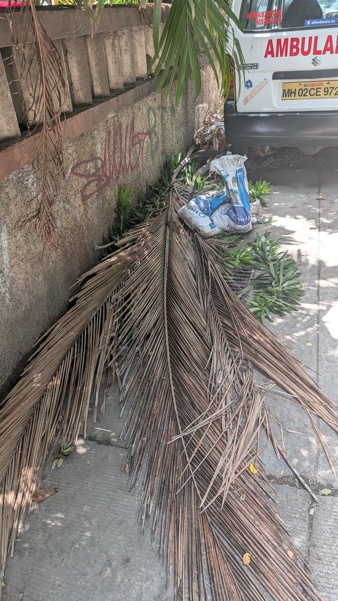 CharlesSimoesM's tweet photo. @mybmcWardHW, @myBMC These coconut palms and debris have been lying for weeks on the busy Saint Paul Road Bandra West Mumbai 400050 outside Wilfern Building. The pile is growing bigger with each day. Please arrange to have it cleared. https://t.co/FlzTK5B7zs