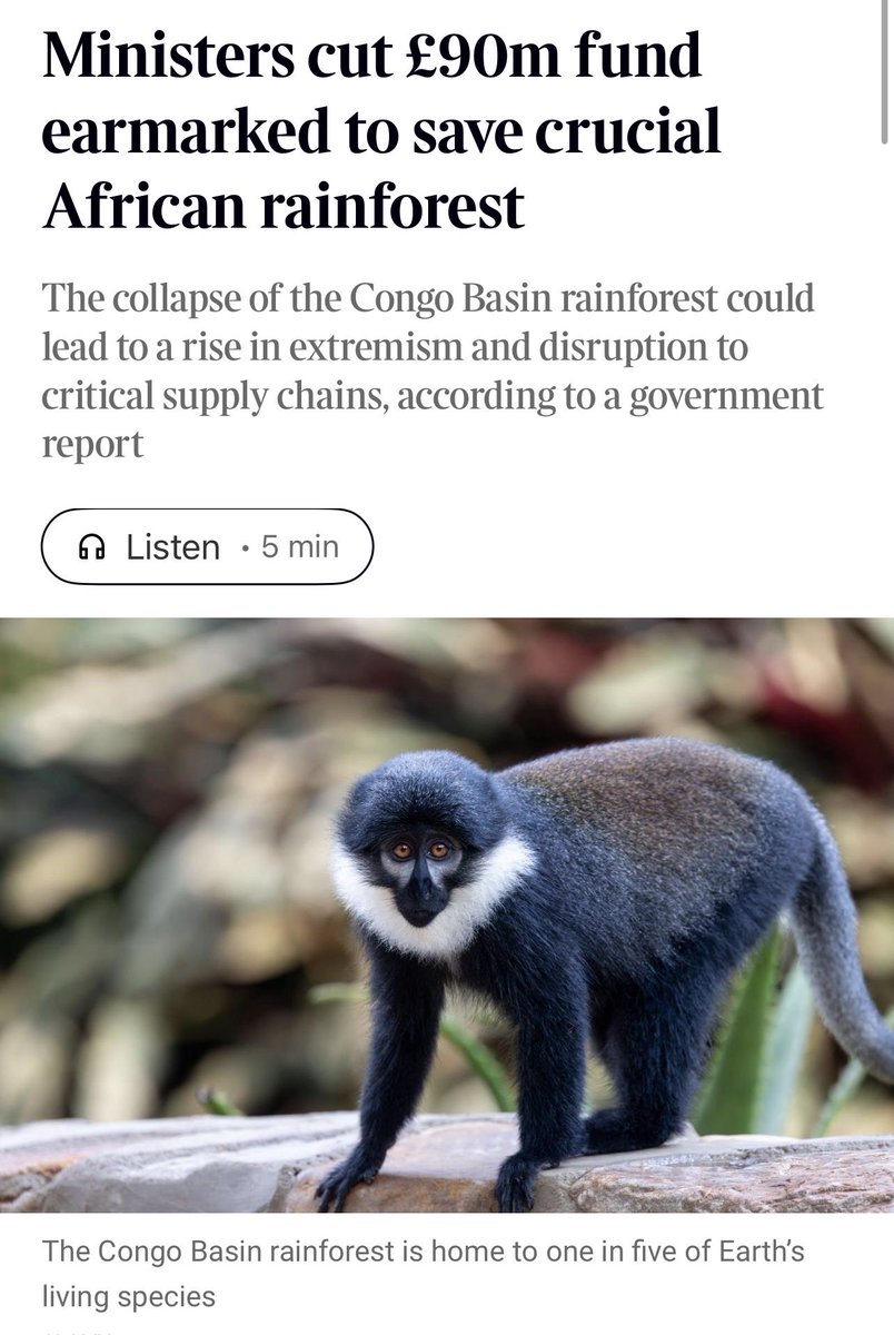 ZacGoldsmith's tweet photo. This Labour govt has abandoned the natural environment, focusing instead on a one dimensional carbon obsession. Lose the Congo, Amazon or SE Asian forests and we are in real trouble. Appalling 

From @thetimes:
Ministers have gutted a multimillion-pound fund to save the world’s second-largest rainforest, which is home to elephants, chimps and gorillas. 
@LeeWhiteCBE - “The Congo Basin is absolutely critical for the stability of the African continent and has a big influence on weather patterns around the world. Cut the trees down, you lose 60 per cent of the rainfall.”
“Huge pledges were made about how much money was going to be made available to preserve tropical forests and particularly the Congo Basin. And then that money never materialises. It’s just a long line of false promises.”