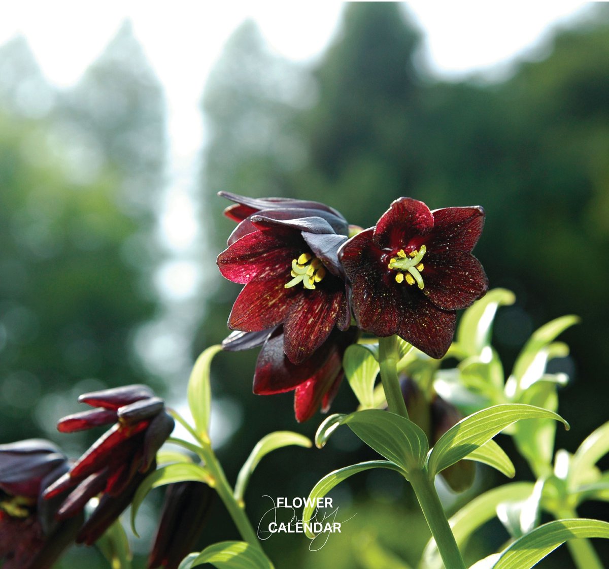 543life's tweet photo. クロユリ｜花の日めくり

花言葉「呪い・愛」

北海道と本州中部以北に分布するユリ科の高山植物で、見頃は5〜8月。
黒に近い褐色の花が特徴で、強い匂いがあるため英名の一つに「スカンクユリ」があります。富山に伝わる「黒百合伝説」にも登場します。

▼暦生活｜日本の季節を楽しむ暮らし｜365日、毎日暦のお話をお届けします♪
https://t.co/xJV2YNFkYT