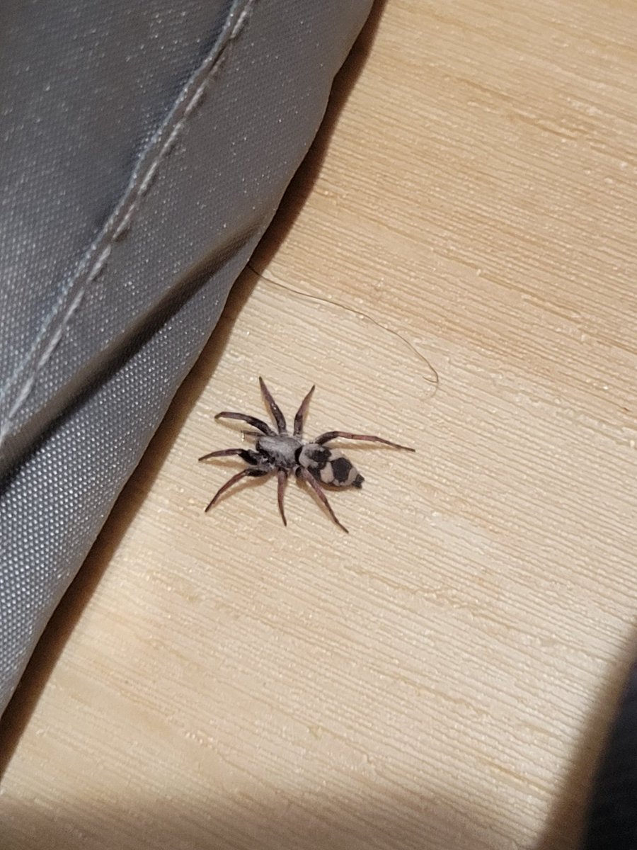 croffeepot's tweet photo. i have never seen a spider like this in my whole life and i cannot for the life of me find out what it is does anyone know. i live in utah. whatever it is it looks cool af https://t.co/LAIVrKTFu5