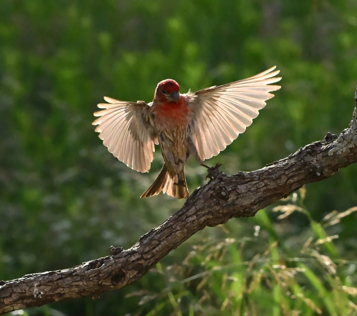 StuartH89403516's tweet photo. #HouseFinch #Wings #Backlit #Birds #Avian #OklahomaBirds #WildlifePhotography #Photography #Nikon
A male House Finch landing on a branch with the sun to it's back. https://t.co/rR6W1vRopR