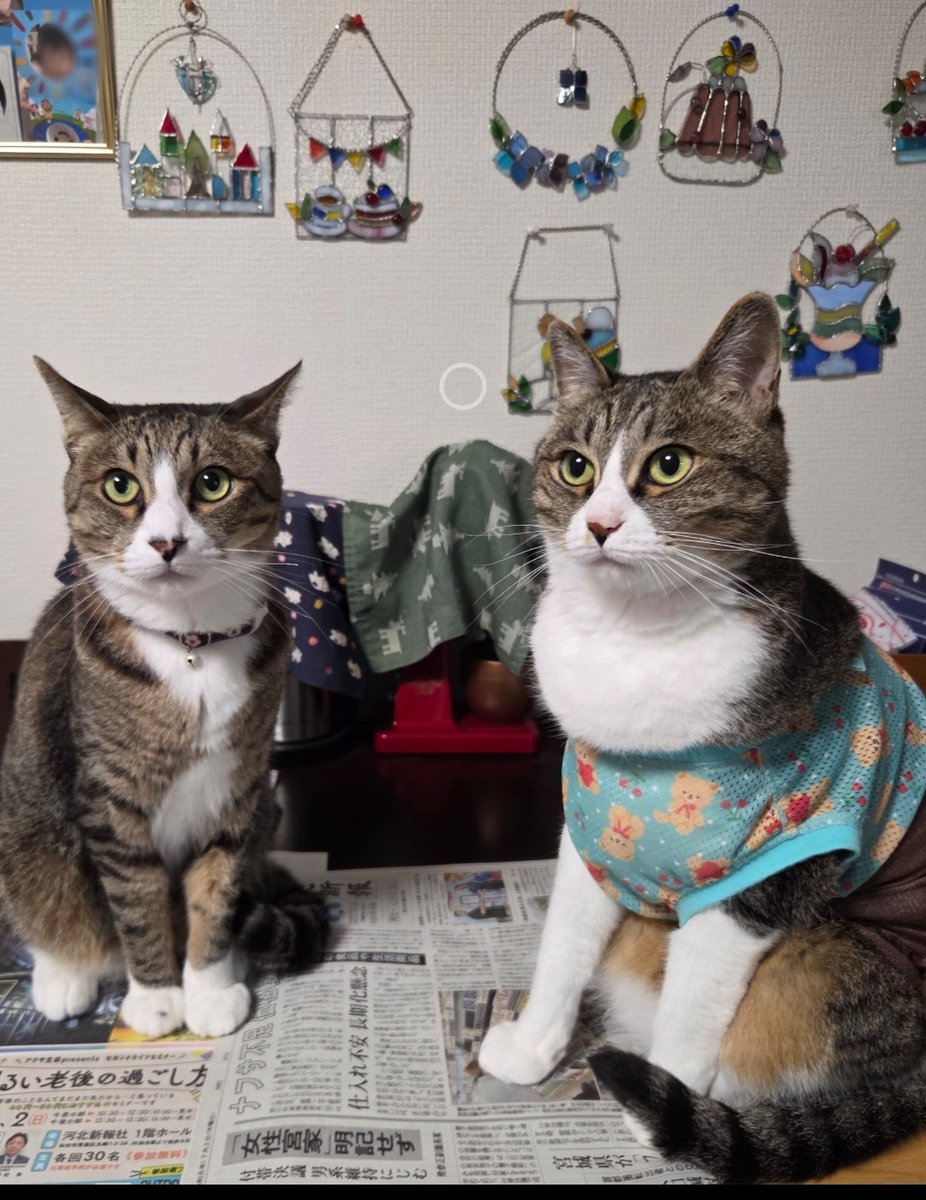 hiyo217ko's tweet photo. おやつが欲しいとキリリと並び
新聞広げると、踏みます😼✨️😼
#ねこかわいい https://t.co/7YKXawRFiF