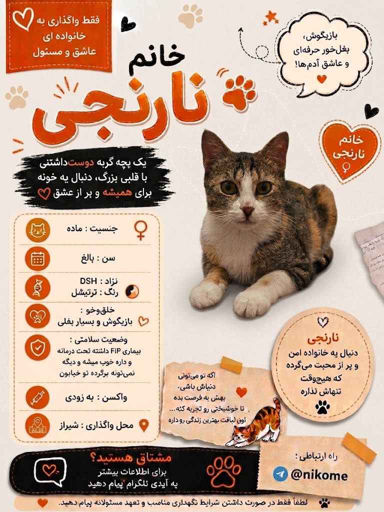 lisasimpsonaa's tweet photo. بچه ها جون دوباره نارنجی رو ریتوییت میکنید دیده بشه لطفا؟ 
ممنون میشم
#واگذاری_گربه 
#شیراز https://t.co/DsfpFpbKtU
