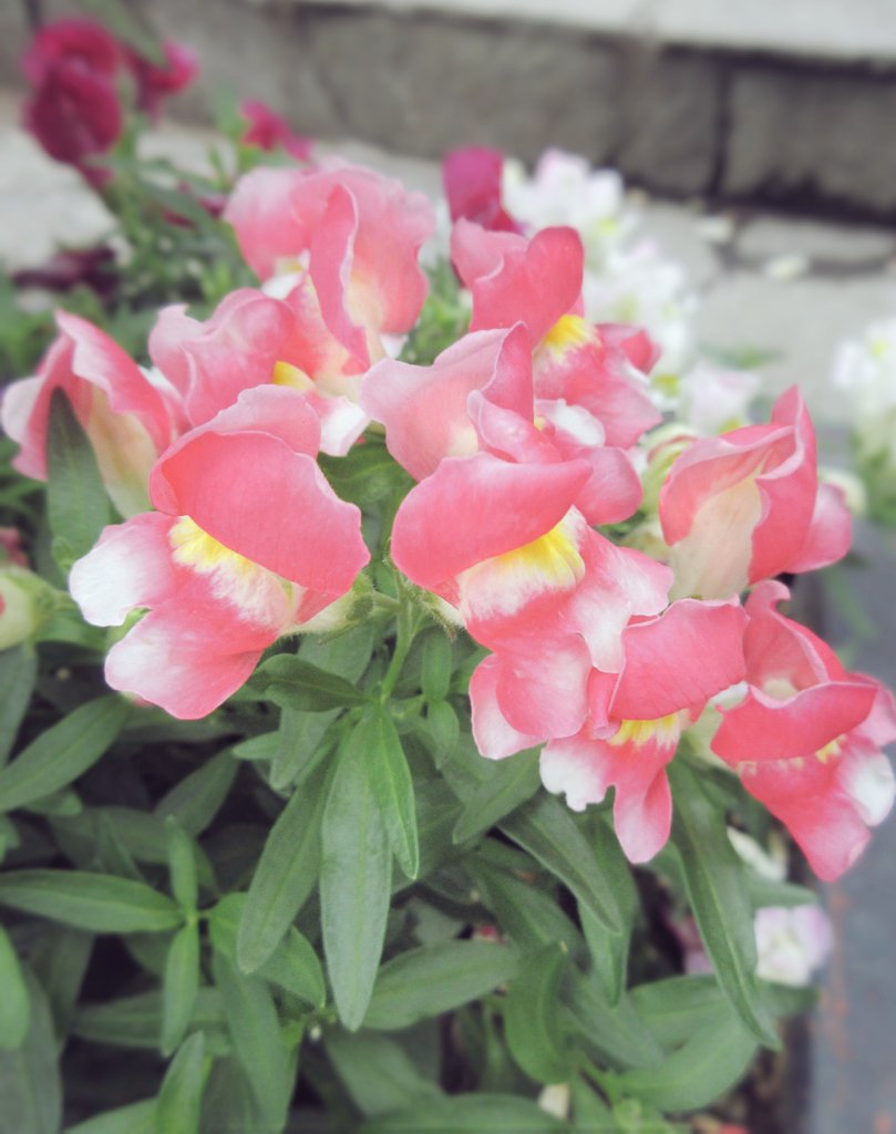 本日もお疲れ様でした。 良い睡眠を🌙💤 7月2日（木） お休みの花