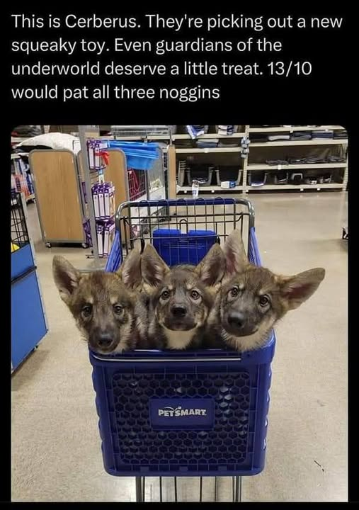 woofknight's tweet photo. https://t.co/zTwQvEFgJJ