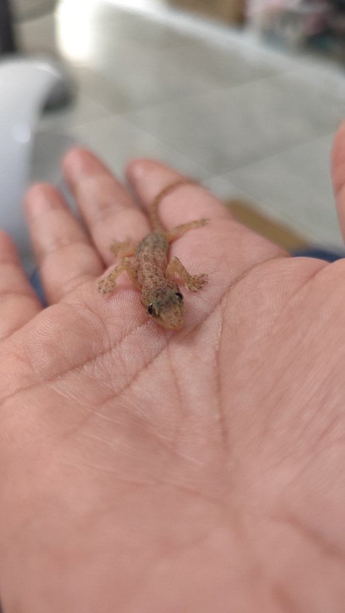 geepjny's tweet photo. My cat gave me a lizard. https://t.co/m4ZU4bN5U1