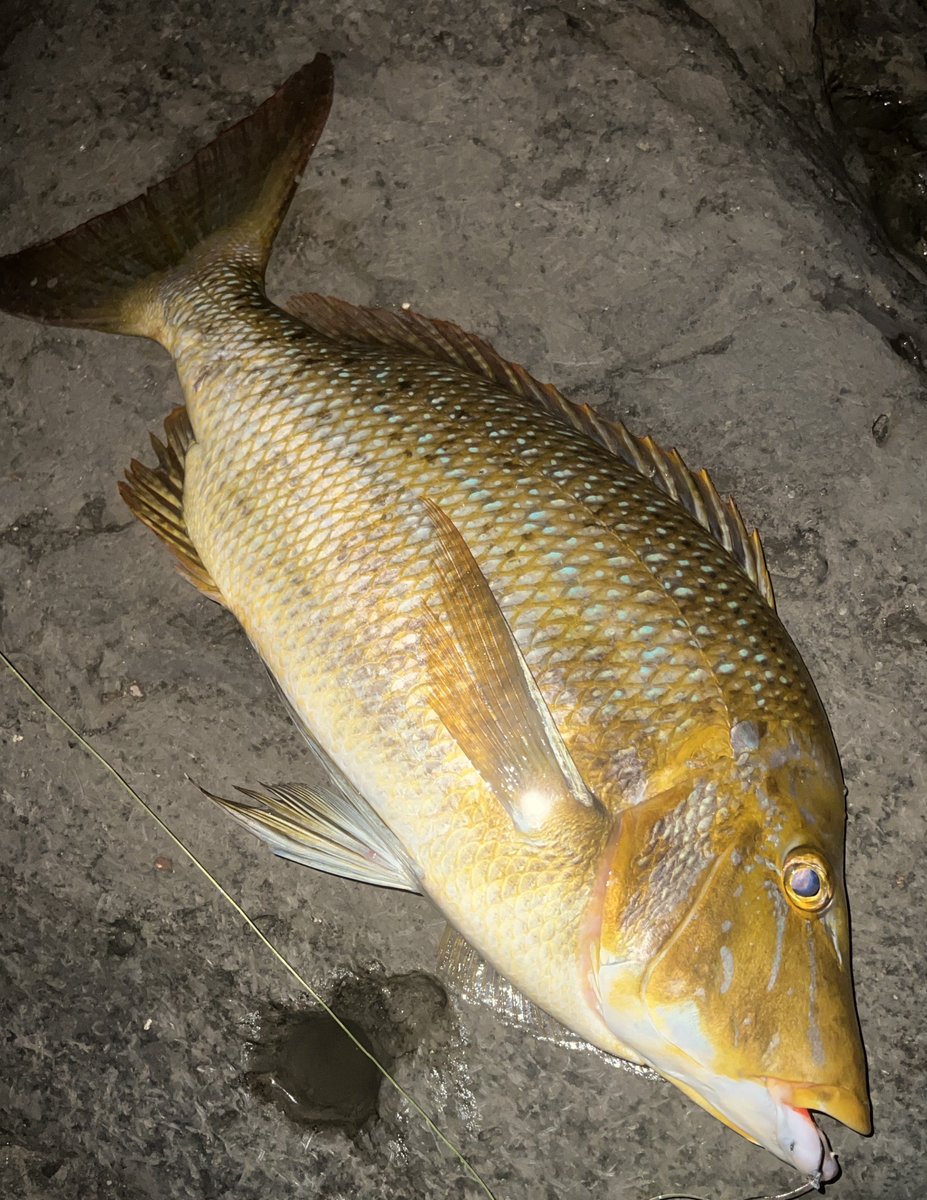 0_punctatus's tweet photo. 房総地磯で夜のブッコミチャレンジ
タマン4.6キロと3.6キロでした
1発小さめの引きが違うやつバラしたのシブだったかな🤔
引き続き調査します！ https://t.co/qdxnRRr7zl