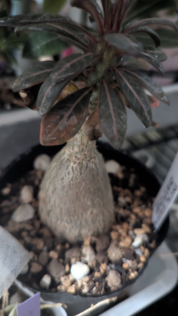 sectionalmaster's tweet photo. 来年か再来年には12〜15cmポットに植え替えたい。。

あと今丸底フラスコ状のを三角フラスコ状にしたいが?

今夏は光やや強めで水少なめで行けるだろか。。

Adenium socotranum

#アデニウム #寄植え #ミニマルスタイル(インテリア&グリーン) #箱庭計画 #多肉植物の箱庭 #塊根植物の箱庭 #花のある箱庭