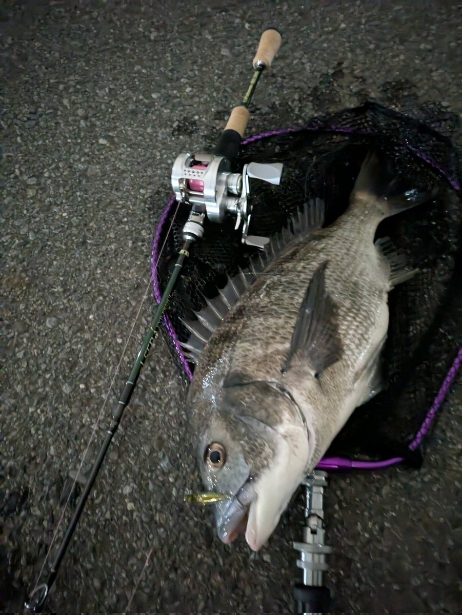 pezpez1091's tweet photo. シュガーミノー50Fでチヌった🎣
#ベイトフィネス
#ウルトラライトチニング
#inxlabel
#エルセーラ52ul+
#bassday
#シュガーミノー50F https://t.co/ADqutQ2YJG