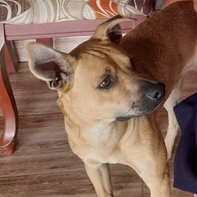 BluRadioCo's tweet photo. Un perro que había sido rescatado, rehabilitado y entregado en adopción murió tras recibir varios disparos en zona rural de Manizales. En el mismo hecho, el agresor hirió de bala en una pierna al dueño del animal. Las autoridades investigan si el hombre actuó en legítima defensa, luego de que el perro presuntamente intentara atacarlo. #MañanasBlu
