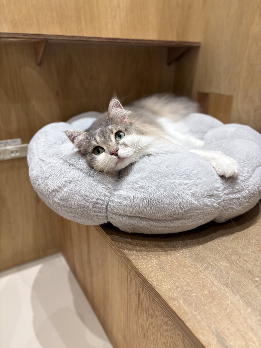 Moff_hamamatsu's tweet photo. 本日は　#ノルウェージャンフォレストキャット のレーヴェちゃんをお届けいたします！

クッションやブランケットの上もお気に入りなので、お膝にブランケットをかけていると乗って来てくれる事もございます🫶🏻💫

#catcafemoffイオンモール浜松志都呂店 #キャットカフェモフ #猫カフェ #浜松カフェ https://t.co/I9Yz9zHaQd