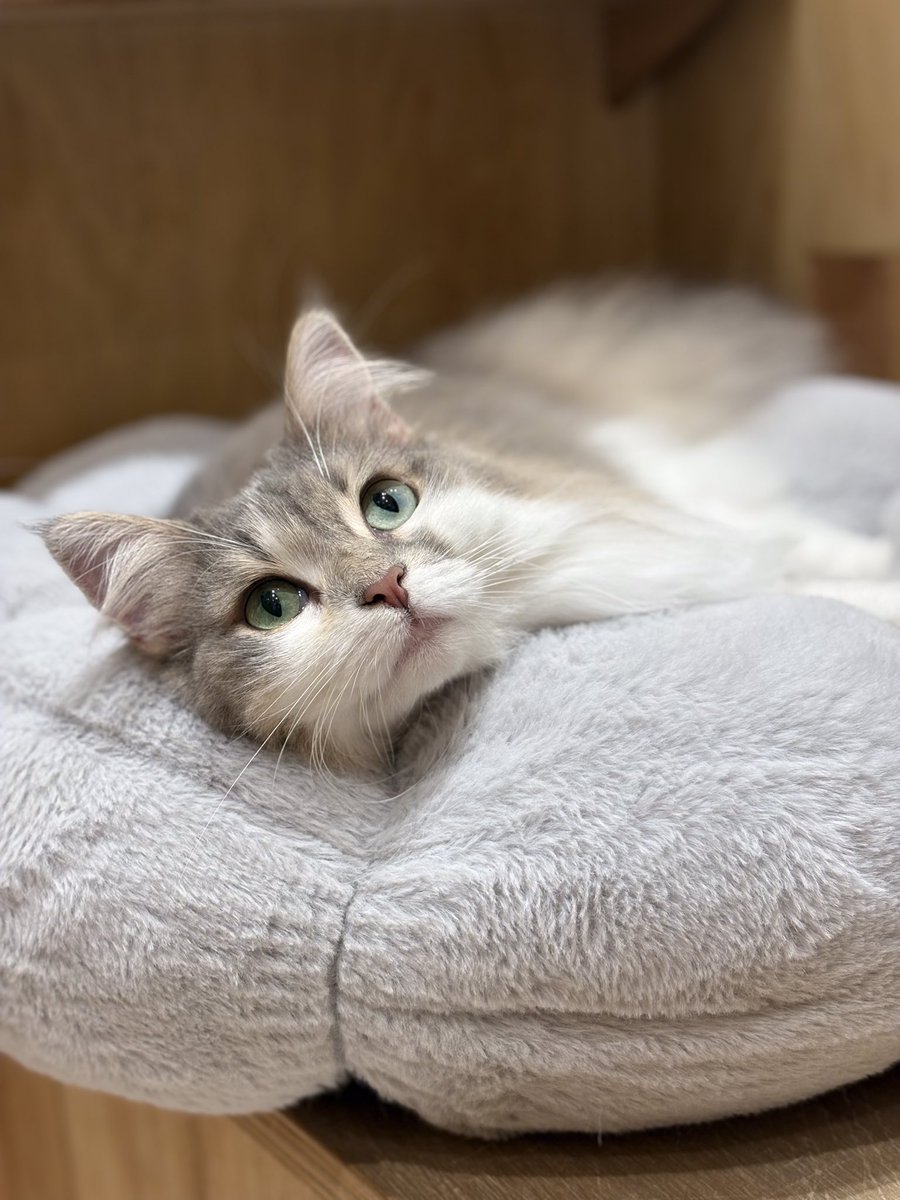 Moff_hamamatsu's tweet photo. 本日は　#ノルウェージャンフォレストキャット のレーヴェちゃんをお届けいたします！

クッションやブランケットの上もお気に入りなので、お膝にブランケットをかけていると乗って来てくれる事もございます🫶🏻💫

#catcafemoffイオンモール浜松志都呂店 #キャットカフェモフ #猫カフェ #浜松カフェ https://t.co/I9Yz9zHaQd