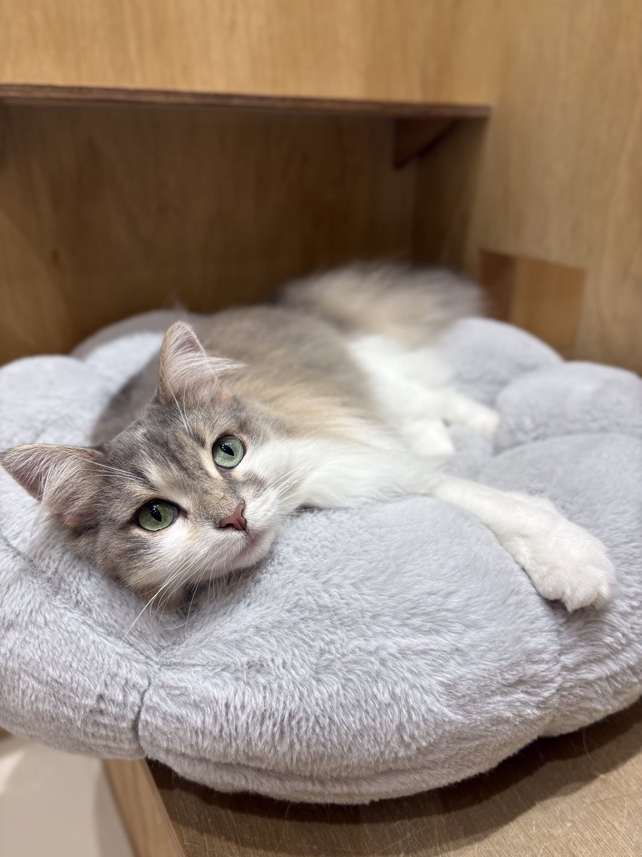 Moff_hamamatsu's tweet photo. 本日は　#ノルウェージャンフォレストキャット のレーヴェちゃんをお届けいたします！

クッションやブランケットの上もお気に入りなので、お膝にブランケットをかけていると乗って来てくれる事もございます🫶🏻💫

#catcafemoffイオンモール浜松志都呂店 #キャットカフェモフ #猫カフェ #浜松カフェ https://t.co/I9Yz9zHaQd