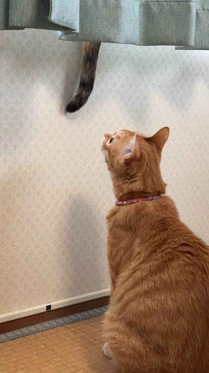 tnsoj38's tweet photo. 姉猫のことが大好きなのに全く相手にしてもらえない妹猫🐈 https://t.co/Ro3yv1uNa1
