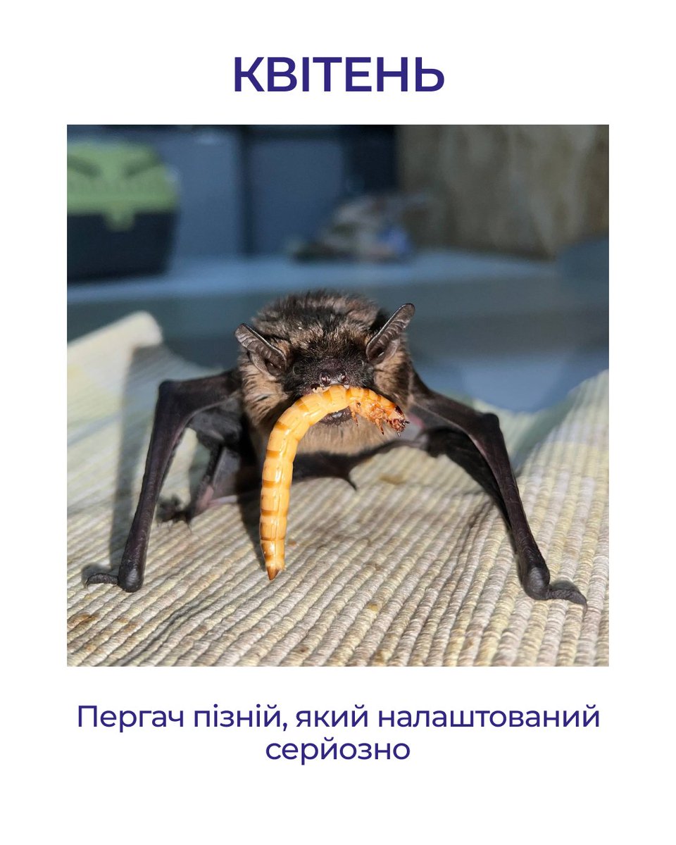 bats_ukraine's tweet photo. Ми підготували невеличкий кажанячий гороскоп, де кожному місяцю відповідає свій вид рукокрилих. 🦇

Гортайте, знаходьте себе та діліться в коментарях - наскільки ваш кажан схожий на вас? 👀 https://t.co/pz8xur7ity