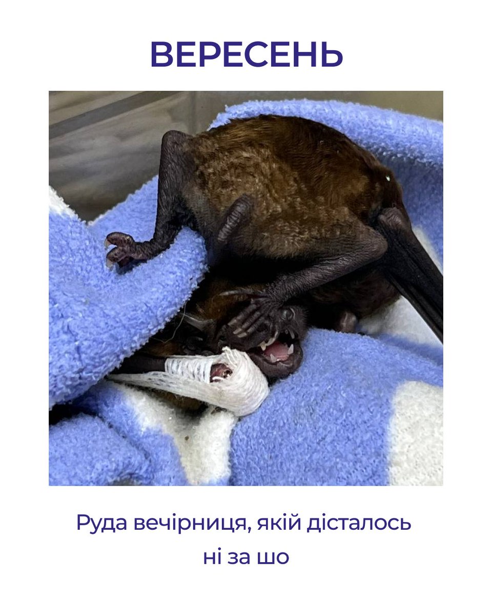 bats_ukraine's tweet photo. https://t.co/lv1nj06gtn