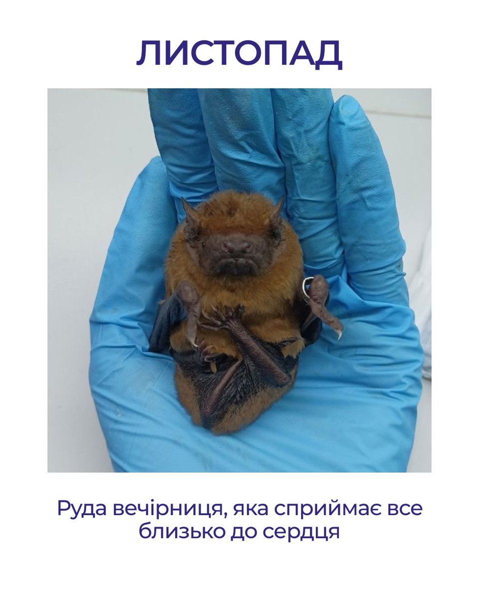 bats_ukraine's tweet photo. https://t.co/lv1nj06gtn