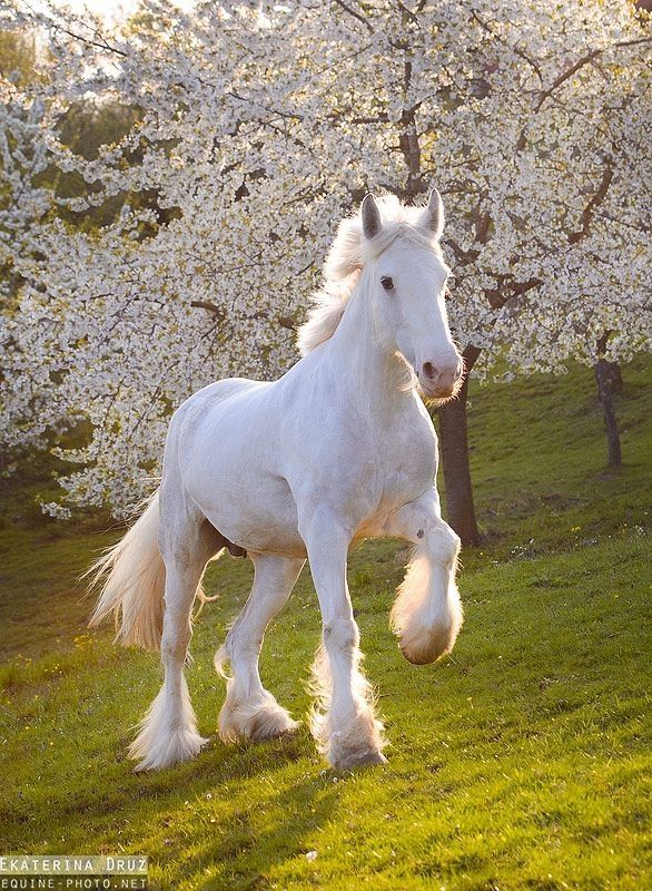 Jennarwec78's tweet photo. 🤍 "Grace isn't loud—it walks with quiet strength
#HorseLife #Elegant #PureBeauty #Freedom https://t.co/FMGZrKAiJh