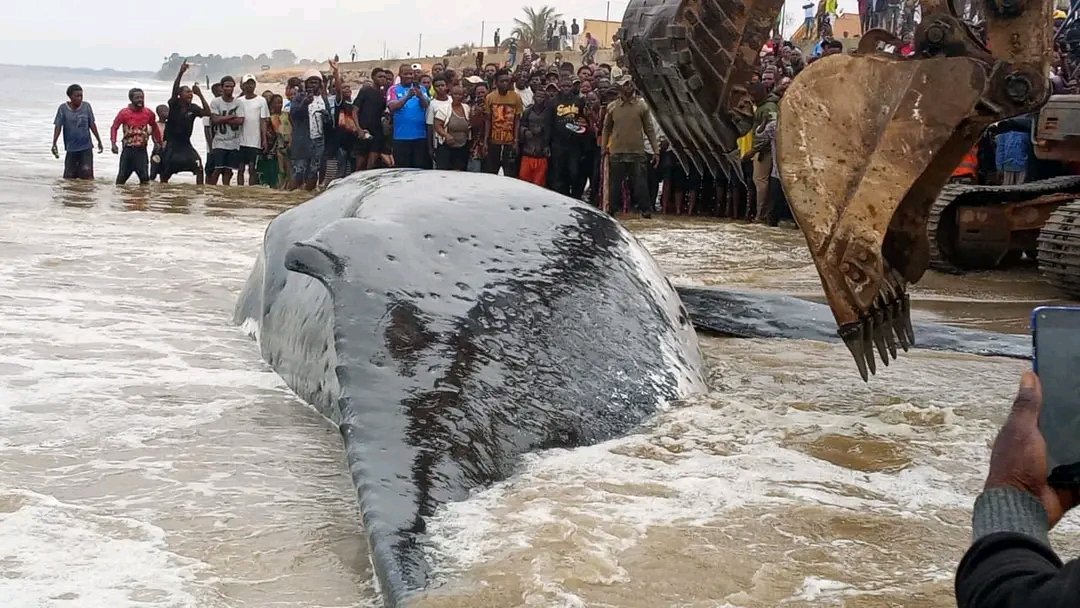 tuleymboshamba1's tweet photo. Par manque de professionnalisme, la baleine échouée a succombé aux blessures causées lors de sa remise à l'eau par des agents de l'ICCN à l'aide d'engins de chantier. Une grille de levage aurait pu mieux préserver la vie de cette espèce rare. Justice pour cette baleine. https://t.co/L8GshQPXTZ