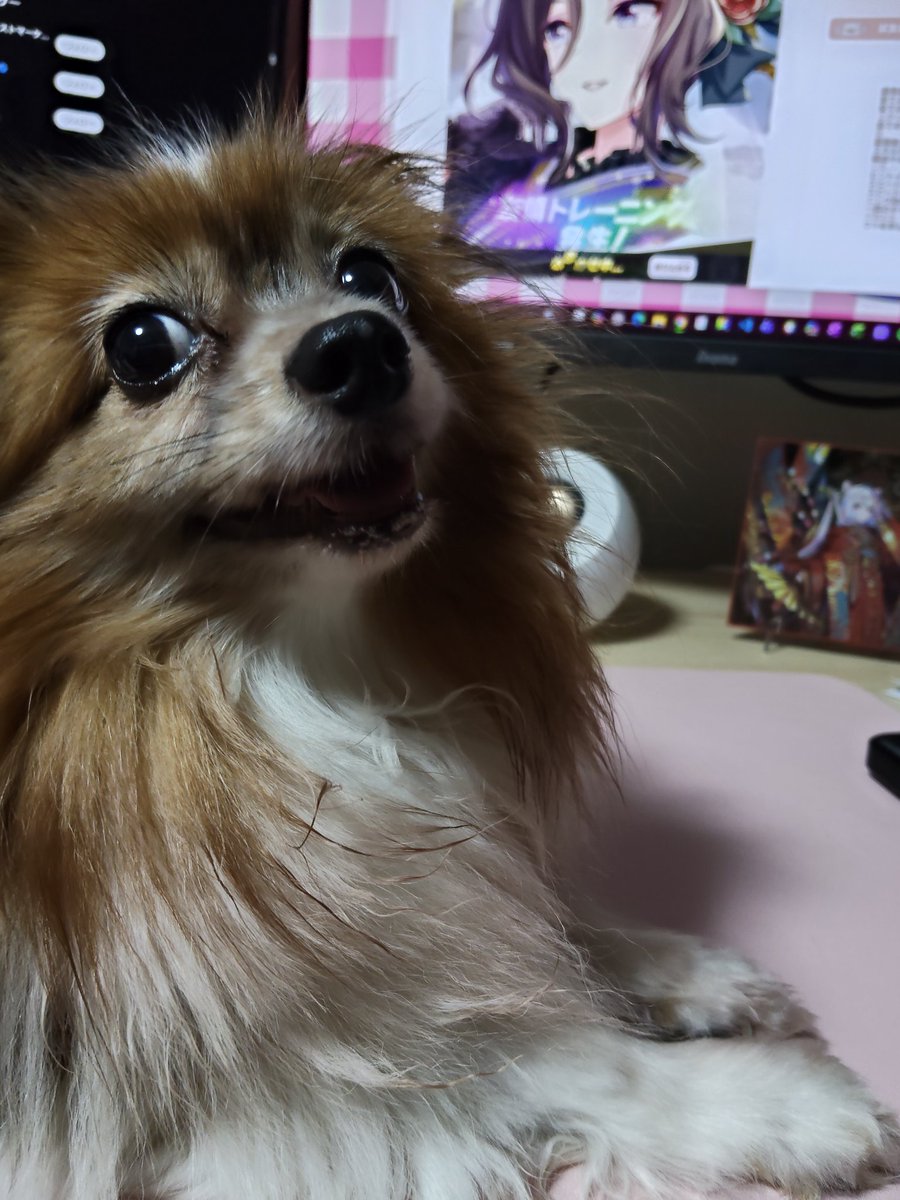 _oyumaru_'s tweet photo. 見返りいぬ https://t.co/PUaspOoQVV