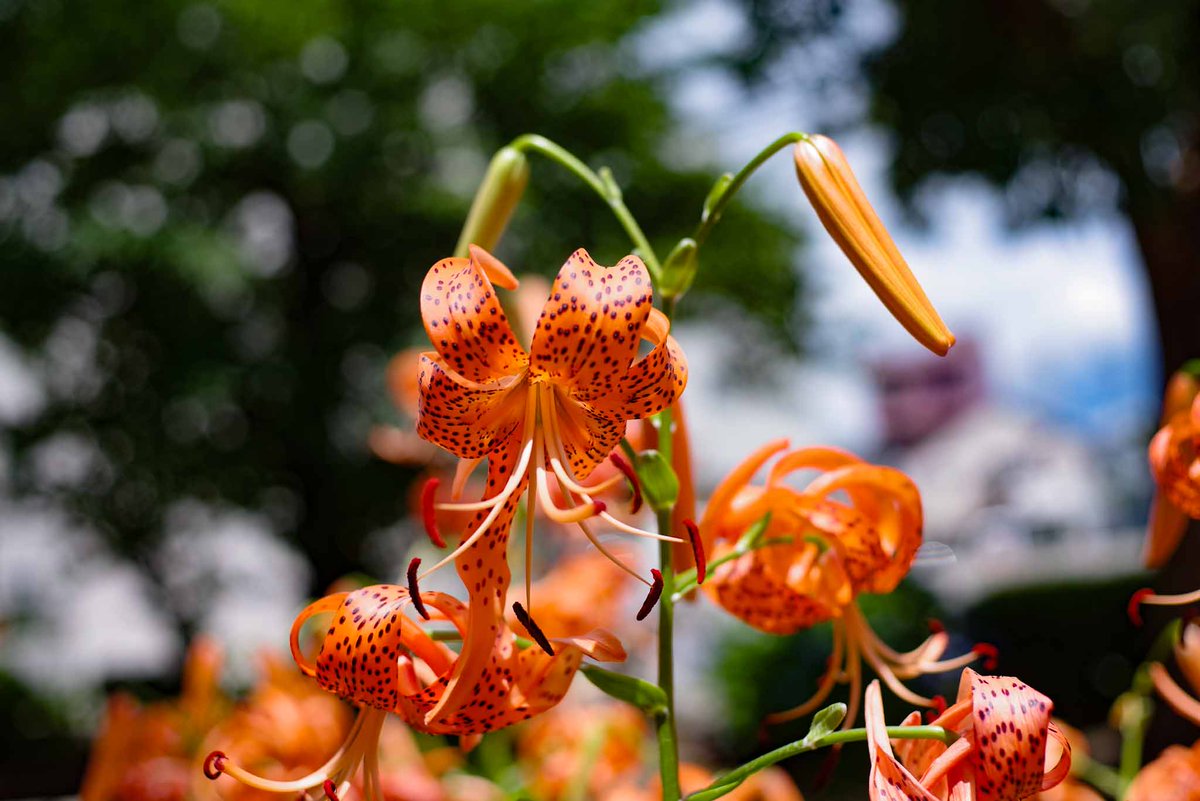 mehrat2's tweet photo. #TLを花でいっぱいにしよう #pentax https://t.co/AJiDFecQKG