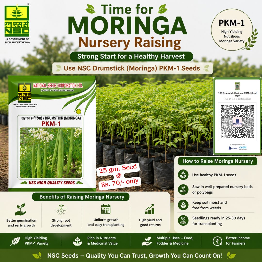 NSCLIMITED's tweet photo. 🌱मोरिंगा (सहजन) की नर्सरी तैयार करने का आ गया है सबसे सही समय, रिकॉर्ड पैदावार के लिए आज ही लगाएं उच्च उपज देने वाले PKM-1 बीज!

NSC स्टोर से 25 ग्राम बीज ऑर्डर करें@ https://t.co/TLRKLDSWHN 70/- रू. में|

@AgriGoI @ChouhanShivraj @mpbhagirathbjp @mkaurdwivedi @ONDC_Official https://t.co/5EbuHmVD9Y