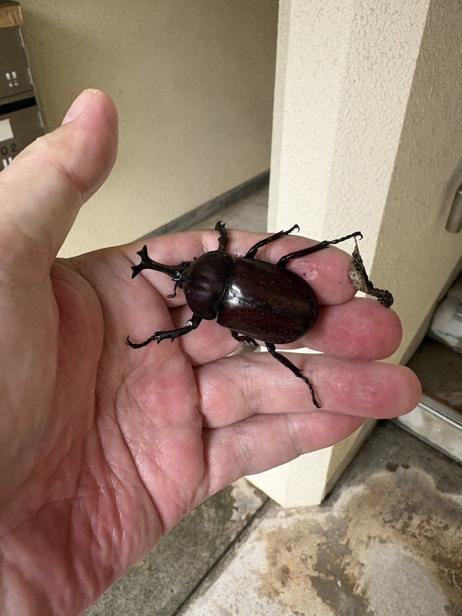 MAICALL's tweet photo. 本日の夕方にカブトムシいたってさー☺️
お客さんがめっちゃ盛り上がってる⤴️
男のロマンなんだって☺️
#カブトムシ
#三鷹 https://t.co/yqiDO2HsLT