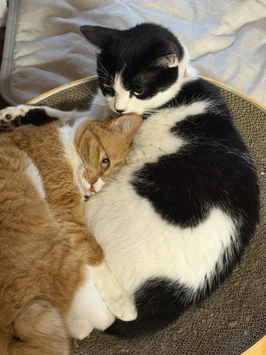 Wildcatsniper22's tweet photo. なんか気まずい💦 byポンコツ
 #白黒猫 #はちわれ猫 #茶白猫 #茶白女子 #猫のいる暮らし #猫好きさんと繋がりたい https://t.co/ZfKQzK331x