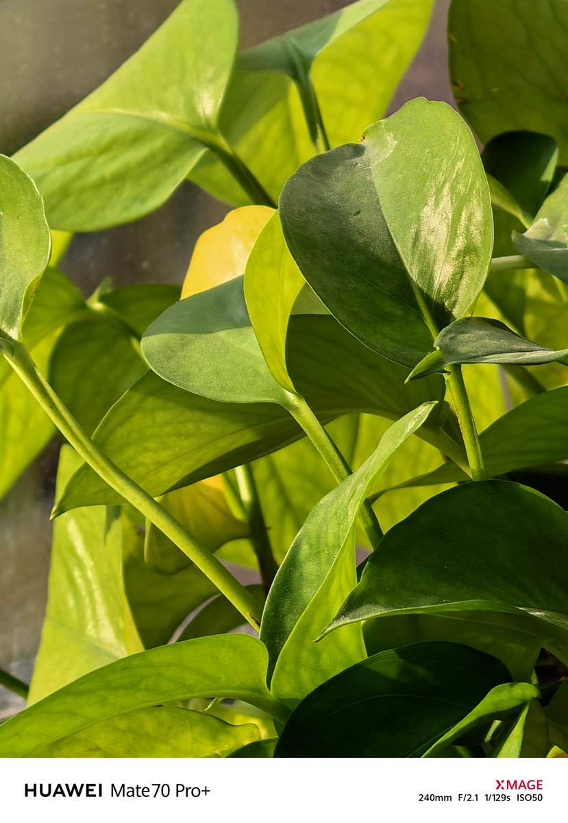 9KtSwaw4ld63490's tweet photo. New to plant parenthood  Water your plants when the top 2 inches of soil feel dry—overwatering is the #1 killer of houseplants! #PlantCareTips https://t.co/zWydxdmxae