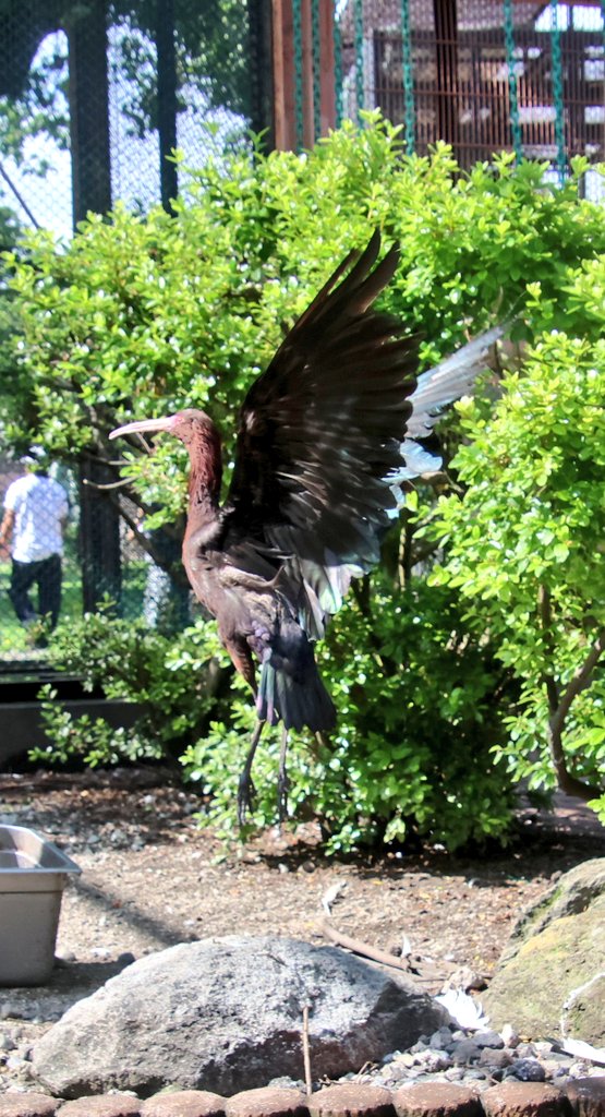 AllwaysFullVoic's tweet photo. フライングゲージで粘ってたら
飛んでくれた時の📷️✨

#宇都宮動物園 #トキ #アンデスブロンズトキ https://t.co/tYJARluPXB