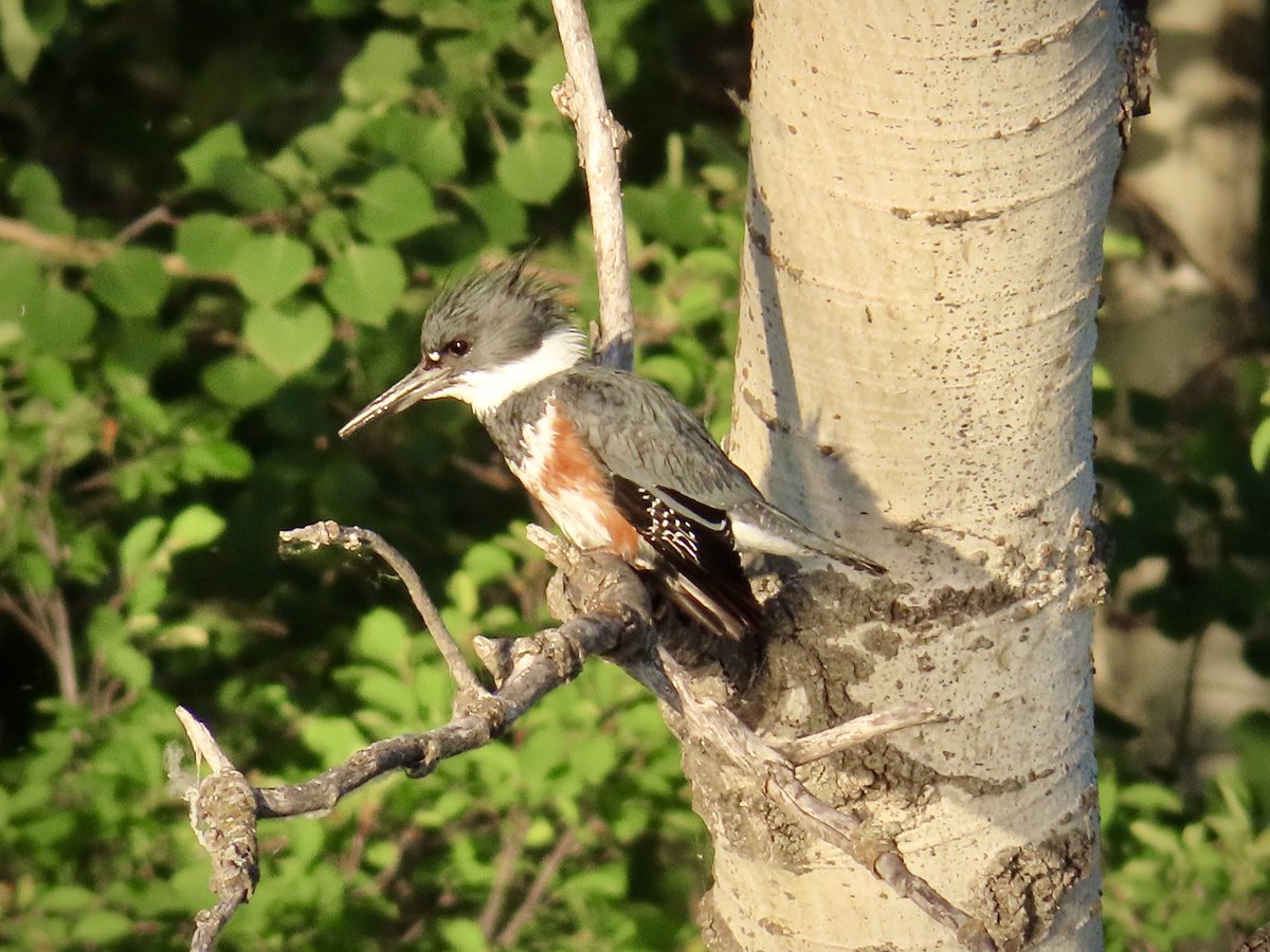 arrivedeh's tweet photo. Some recently encountered local birds in central Saskatchewan. Belted kingfisher, lesser scaup, white-faced ibis and horned grebe.
#BirdsSeenIn2026 #birdphotography #kingfisher #scaup #ibis #grebe #birdwatching #birding https://t.co/Lo1Gq8NKgu