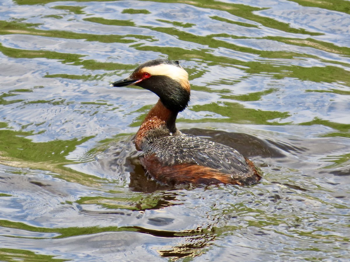 arrivedeh's tweet photo. Some recently encountered local birds in central Saskatchewan. Belted kingfisher, lesser scaup, white-faced ibis and horned grebe.
#BirdsSeenIn2026 #birdphotography #kingfisher #scaup #ibis #grebe #birdwatching #birding https://t.co/Lo1Gq8NKgu