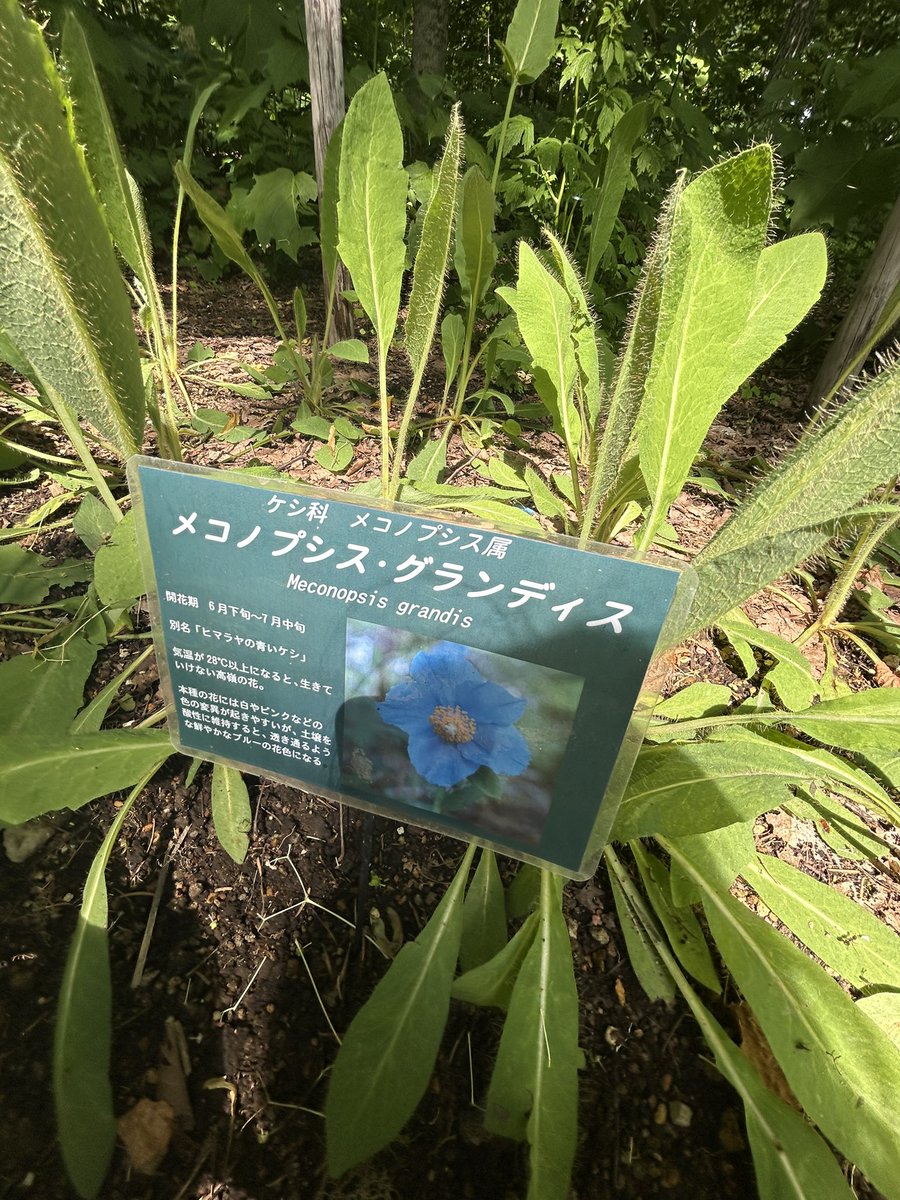 sakana0920's tweet photo. メコノプシス、ヒマラヤの青いケシです。 https://t.co/GfGwrVMmoI