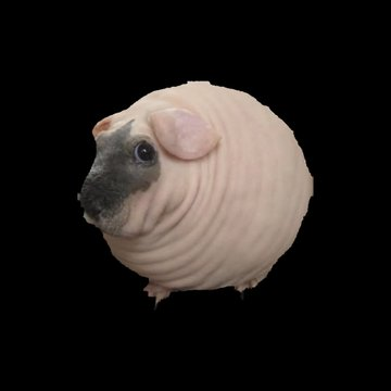 PetaIS0L's tweet photo. I'm the dev of $CATerpillar and $traindog is at 2 million and I just found the next one.

Piggy is going viral as fuck and people are making memes + gifs of him in the replies

$piggy is on track to be the next retarded animal runner. https://t.co/QcEc2S9GZC