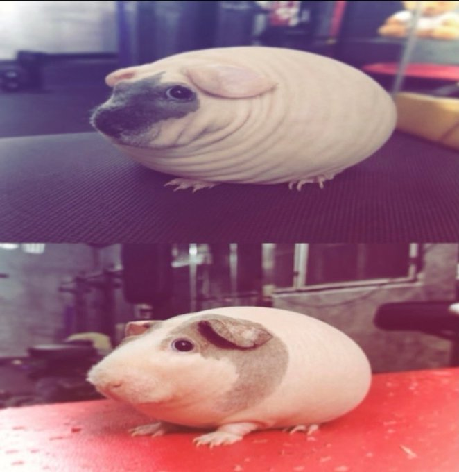 PetaIS0L's tweet photo. I'm the dev of $CATerpillar and $traindog is at 2 million and I just found the next one.

Piggy is going viral as fuck and people are making memes + gifs of him in the replies

$piggy is on track to be the next retarded animal runner. https://t.co/QcEc2S9GZC