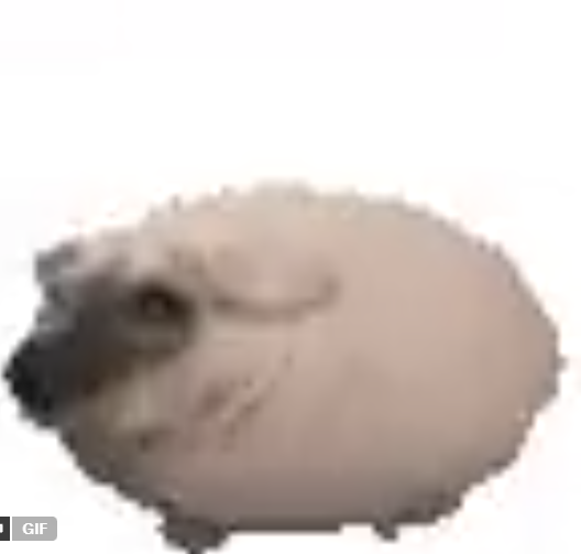PetaIS0L's tweet photo. I'm the dev of $CATerpillar and $traindog is at 2 million and I just found the next one.

Piggy is going viral as fuck and people are making memes + gifs of him in the replies

$piggy is on track to be the next retarded animal runner. https://t.co/QcEc2S9GZC
