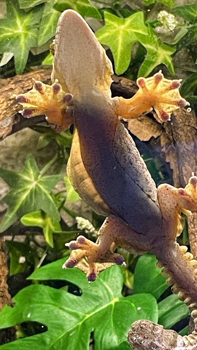 48Papaiya's tweet photo. 滑空ヒダが良く見える😮
面白いヤモリ🦎

#クーリートビヤモリ
#パラシュートゲッコー https://t.co/RnHyDFoH7G