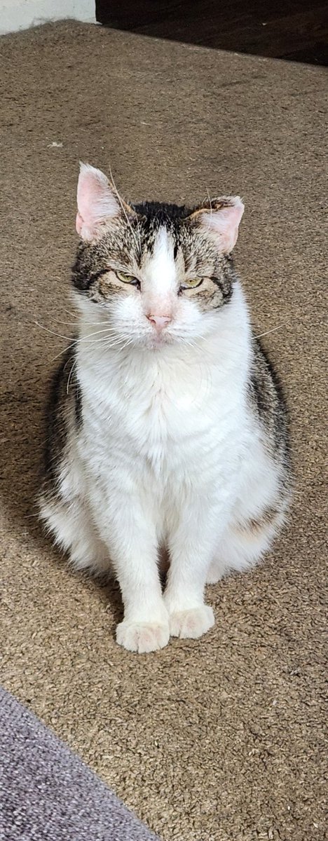 necroticeye's tweet photo. Rest in peace to the strongest lil gladiator there ever was. My little tiger, Maximus Aurelius, aka Maxie aka bubby, you were the sun, the moon, the stars, and the whole world. I will look for pieces of you in everything and everywhere and I will always find you. ❤️ https://t.co/YaIAcJUjSO