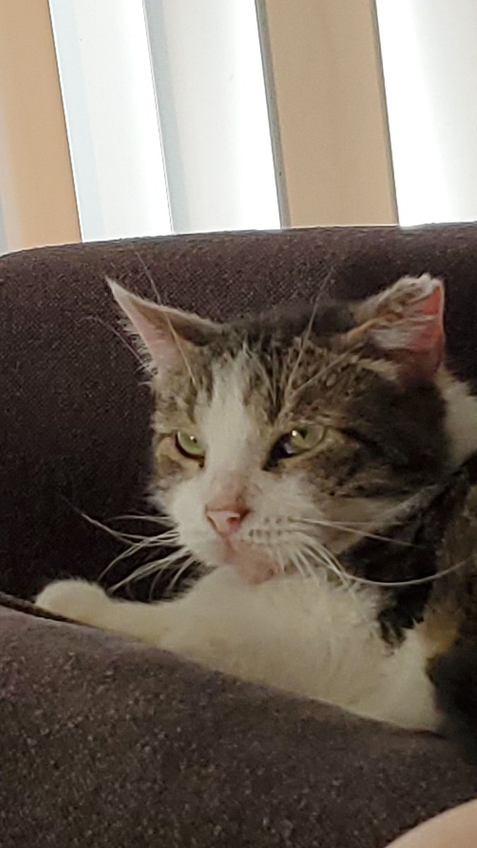 necroticeye's tweet photo. Rest in peace to the strongest lil gladiator there ever was. My little tiger, Maximus Aurelius, aka Maxie aka bubby, you were the sun, the moon, the stars, and the whole world. I will look for pieces of you in everything and everywhere and I will always find you. ❤️ https://t.co/YaIAcJUjSO