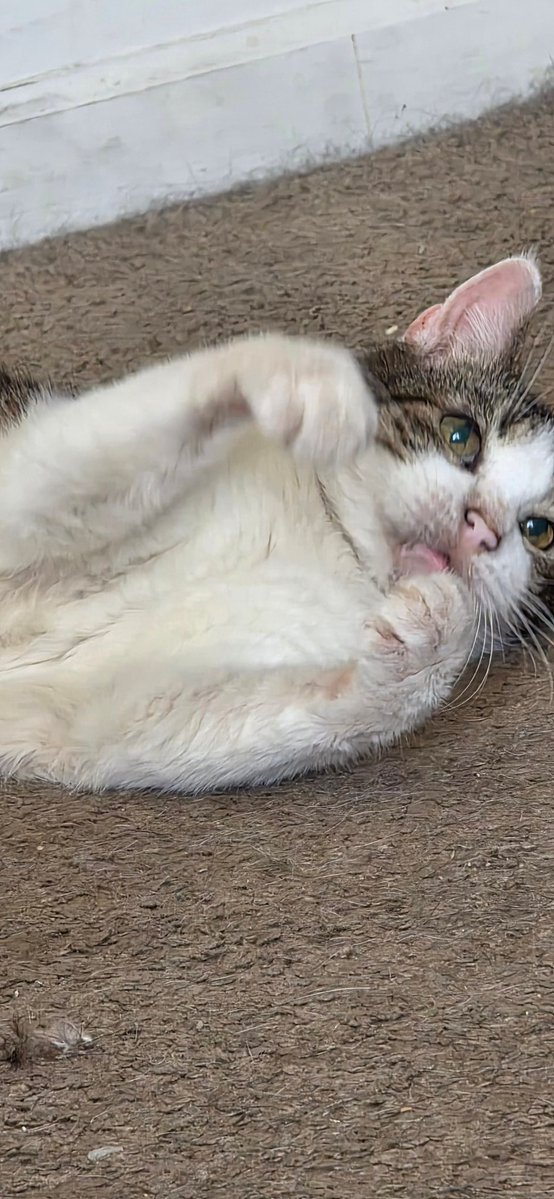 necroticeye's tweet photo. Rest in peace to the strongest lil gladiator there ever was. My little tiger, Maximus Aurelius, aka Maxie aka bubby, you were the sun, the moon, the stars, and the whole world. I will look for pieces of you in everything and everywhere and I will always find you. ❤️ https://t.co/YaIAcJUjSO