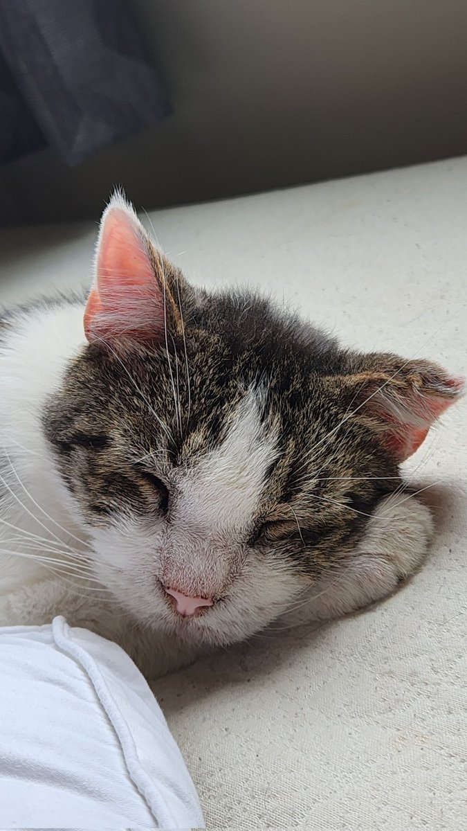 necroticeye's tweet photo. Rest in peace to the strongest lil gladiator there ever was. My little tiger, Maximus Aurelius, aka Maxie aka bubby, you were the sun, the moon, the stars, and the whole world. I will look for pieces of you in everything and everywhere and I will always find you. ❤️ https://t.co/YaIAcJUjSO